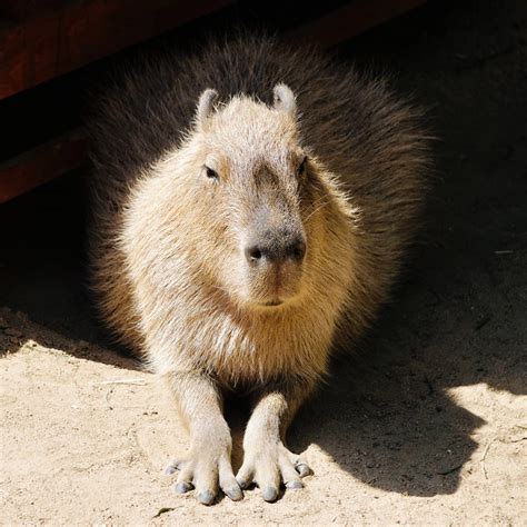 Can You Own a Capybara? - Baby Capybara