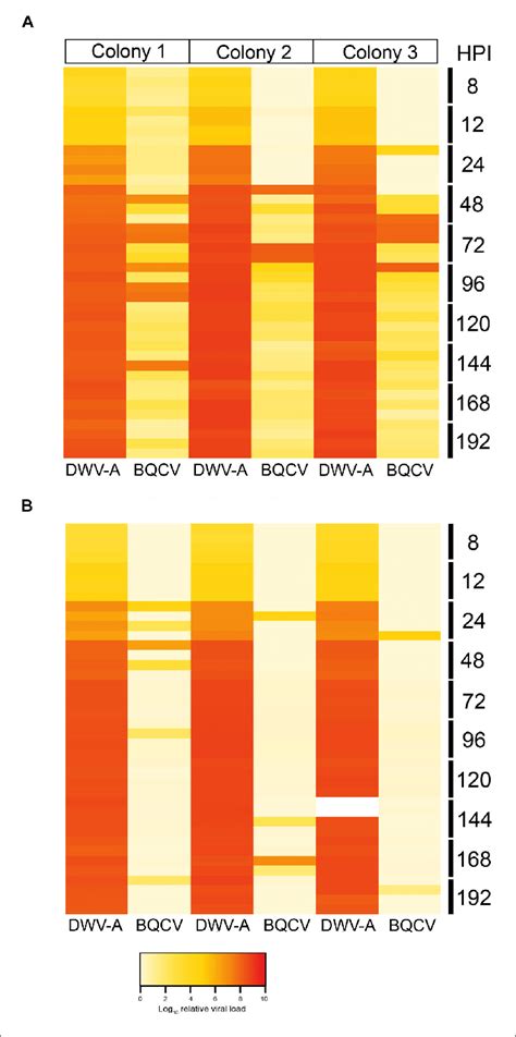 Heat Map Showing The Log Relative Viral Loads Of Dwv A In