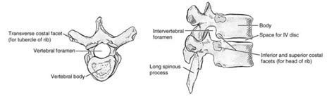 Thoracic spine Diagram | Quizlet