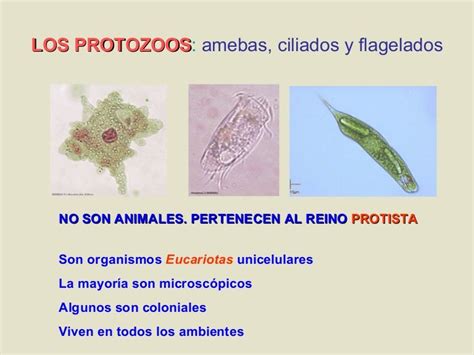 Protozoos Concepto Tipos Características Y Ejemplos Images And Photos