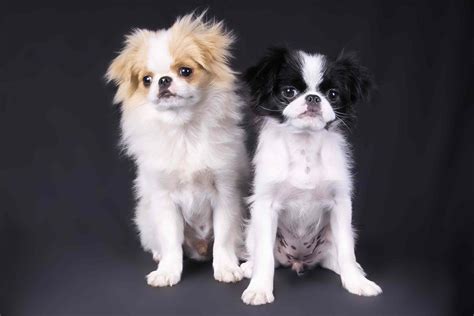 Japanese Chin Japanese Spaniel Characteristics And Care