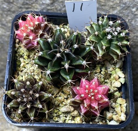 Gymnocalycium mihanovichii f variegata 11 весь горшик Cactus shop