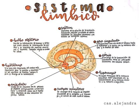 Sistema Límbico Sistema limbico Anatomia del cerebro humano