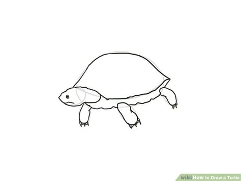 Realistic Turtle Drawing at PaintingValley.com | Explore collection of ...