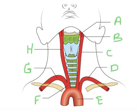 Carotid Powerpoint Flashcards Quizlet