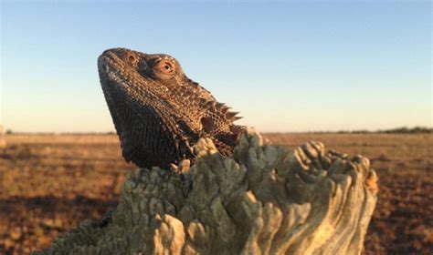 The Identity Crisis Of Sex Reversed Bearded Dragons Asian Scientist Magazine