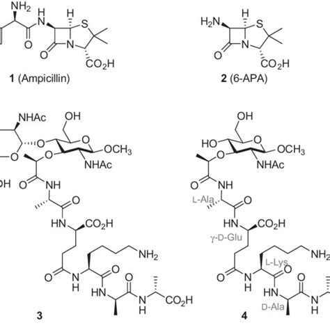 Chemical Structures Of Ampicillin 1 6 Aminopenicillanic Acid 2 And