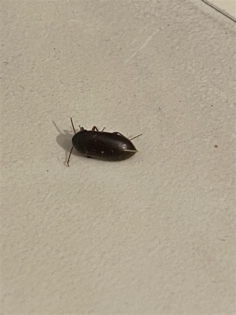 [NYC] Some kind of small beetle, maybe biscuit beetle? : r/whatsthisbug