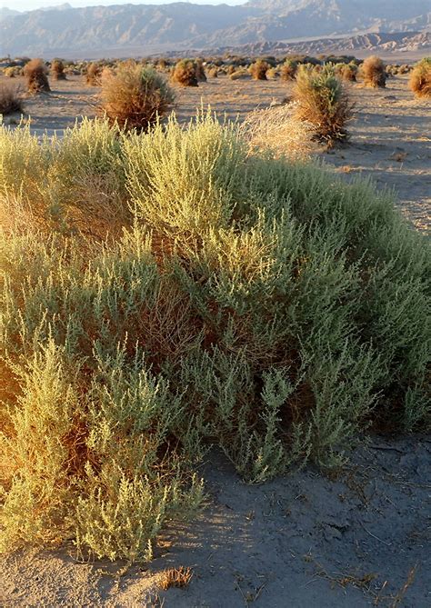 Saltbush Fourwing | Native American Seed