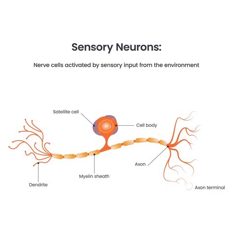 Sensory Neuron Labeled Synapse