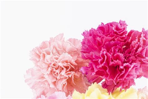 Pink Carnations Flower For Mother`s Day Stock Image Image Of Colorful