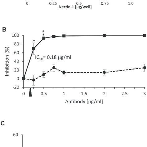 Nectin And Nectin Are Expressed In Human Mesothelial Cells And