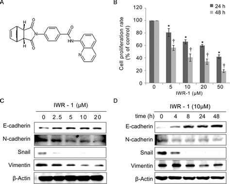 Effects Of Iwr On Proliferation And Emt In Hct Colon Cancer Cells