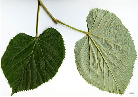 Tilia Mandshurica Trees And Shrubs Online