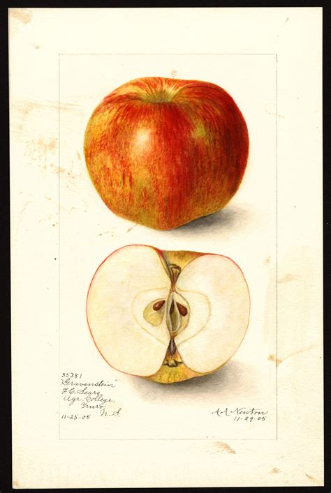 Gallery: Old-time Apple Varieties in the Northwest | Washington State ...