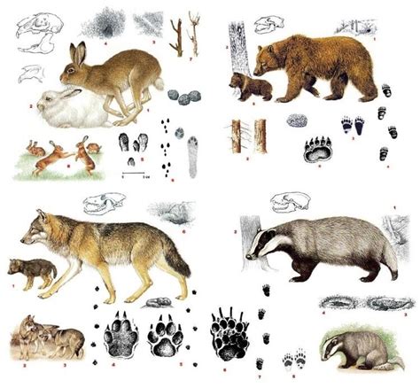 Следы животных на снегу | Flashcards