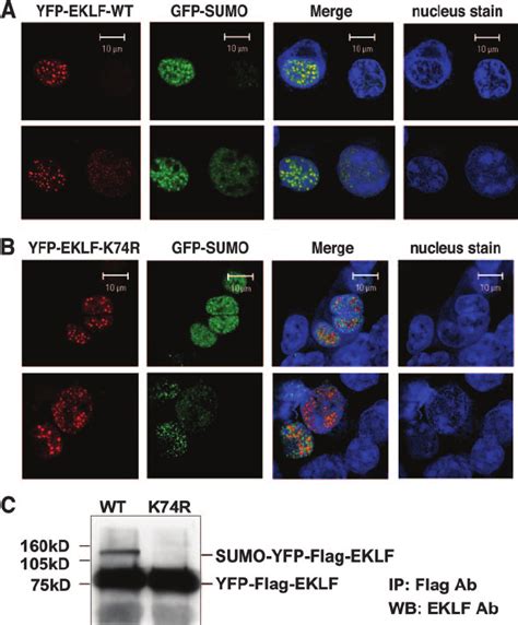 Localization Of The EKLF And SUMO Within K562 Cells K562 Cells Were