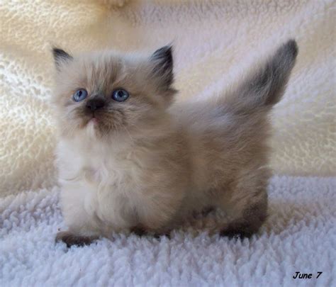 Adorable Munchkin Kittens - Love Meow