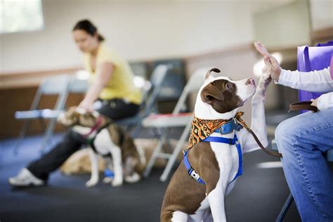 dog high  pawsever