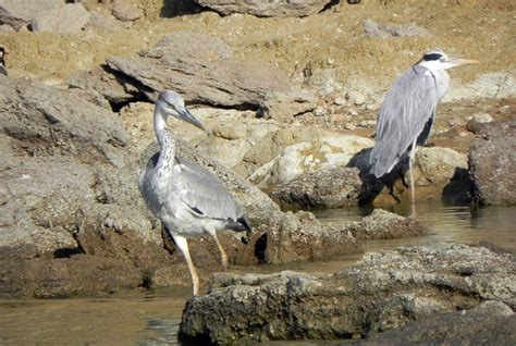 Bird Heron Grey - Free photo on Pixabay