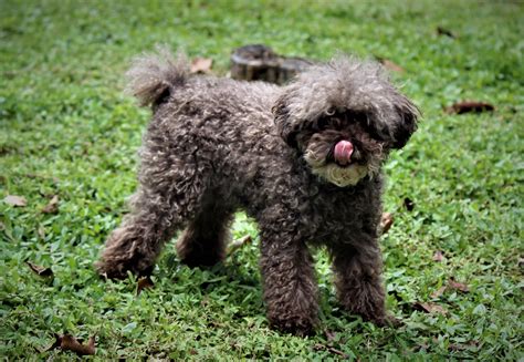 Cocoa #toypoodle #chocolate #poodle #love #pet #SDdog Chocolate Poodle, Tea Cup Poodle, Toy ...