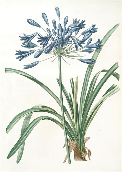 Agapanthus Umbellatus Agapanthus Africanus Drawing By Artokoloro Pixels