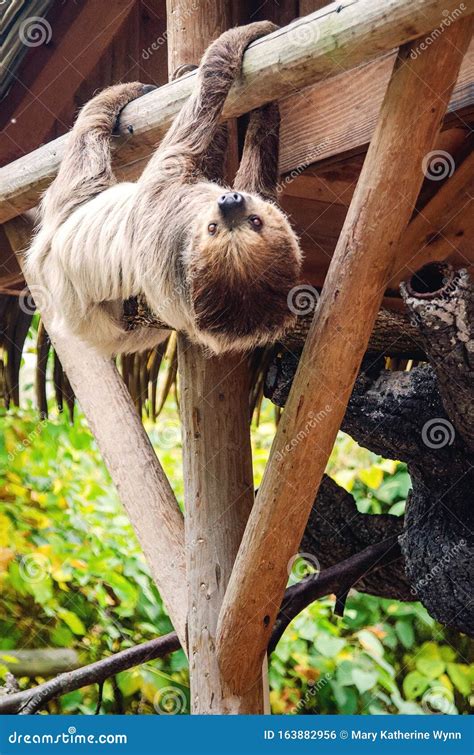 Sloth hanging upside down stock photo. Image of awake - 163882956