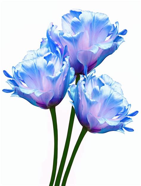 Blue Tulips Flowers On A White Isolated Background For Design Closeup