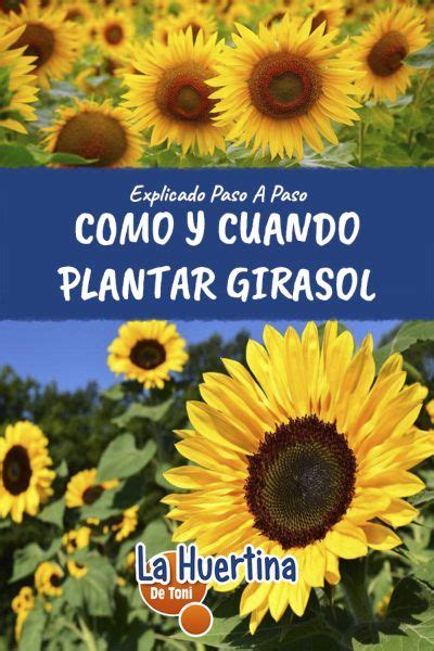 Plantar Girasoles Cómo y Cuándo Plantar y Sembrar Guía De Cultivo