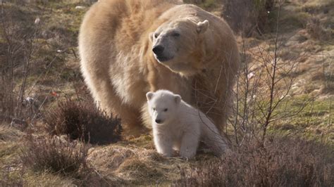 Pictures First Glimpse Of Polar Bear Cub At Highland Wildlife Park