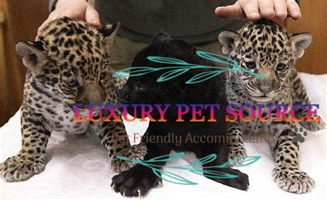 Jaguar Cubs For Sale - Luxury Pet Source - Baby Jaguar for sale