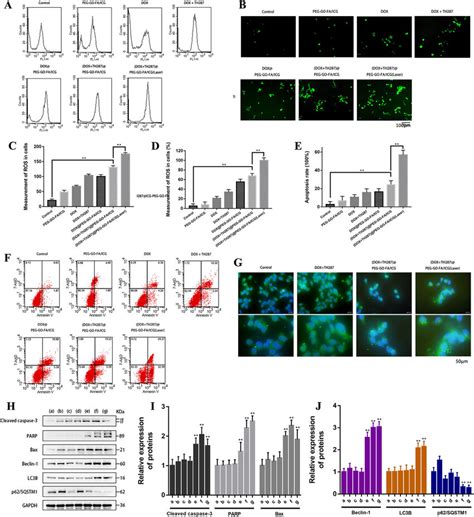 Effects Of Chemo Pdt On Ros Apoptosis And Autophagy A C The