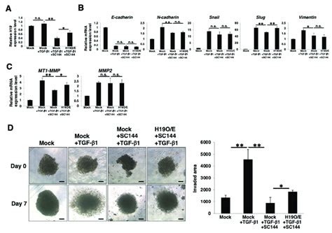 Contribution Of H19 To Emt And Invasion In Pdac Sphere Cells Panc 1