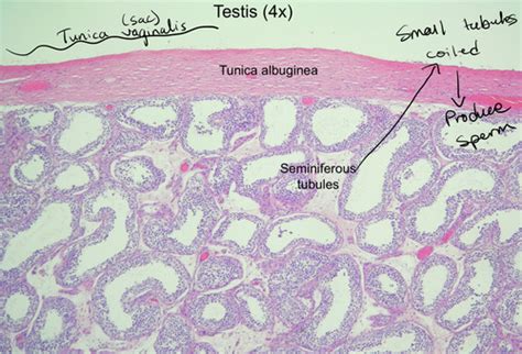 Histology Of The Male Reproductive System Flashcards Quizlet