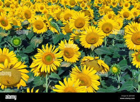 Beautiful Blooming Field Of Sunflowers Under Blue Sky Stock Photo Alamy