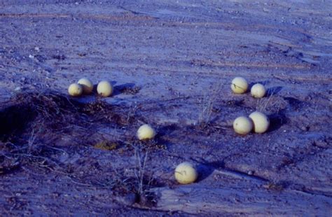 Use Of Tsamma Melons In Namibia Bushguide 101