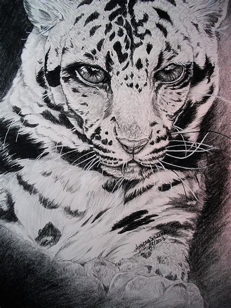 Clouded Leopard Study In Black And White Drawing By Maricay Smeenk