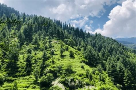 Famous Forests In Pakistan Location Area Covered