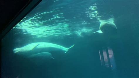 Watch Beluga Whales At Shedd Aquariuam In Chicago Youtube