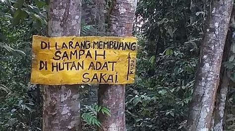 Upaya Sakai Jaga Rempah Tetap Berlimpah Di Tengah Hutan Adat Makin