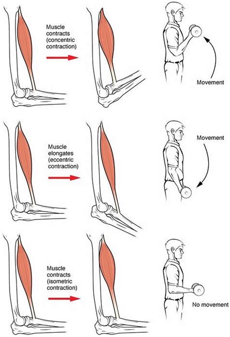 Tipi Di Contrazione Muscolare Differbetween