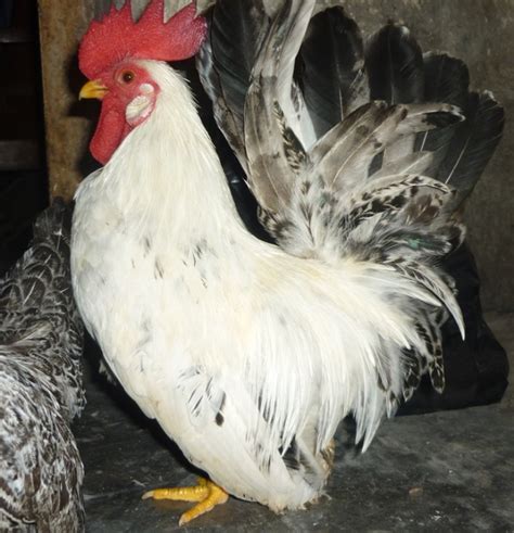 Jual Ayam Hias Jual Ayam Kate Sepasang Murah Jogja