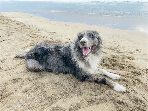 7 Holistic Ways to Strengthen Your Dog’s Immune System Naturally