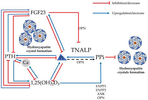 Osteomalacia Is Not a Single Disease