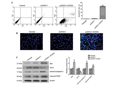 A Preliminary Study Of The Effect Of Ecrg Overexpression On The