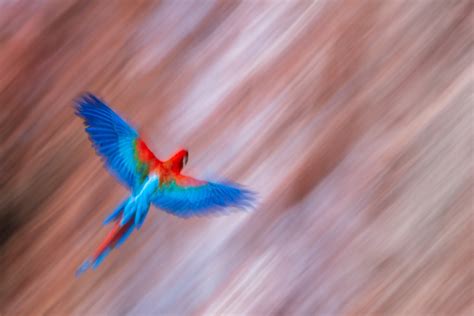 Fotosafari Brasilien Tierfotografie Gehen Sie Mit Benny Rebel Auf