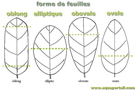 Elliptique D Finition Et Explications