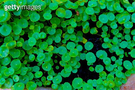 Centella Asiatica Asiatic Pennywort Centella Asiatica Linn Urban