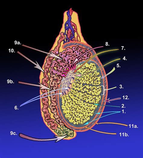 Pin On Male Reproduction