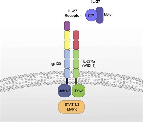 Frontiers Interleukin 27 And Its Diverse Effects On Bacterial Infections